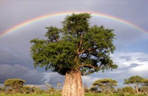 BEOBAB-TREE-national-geographic